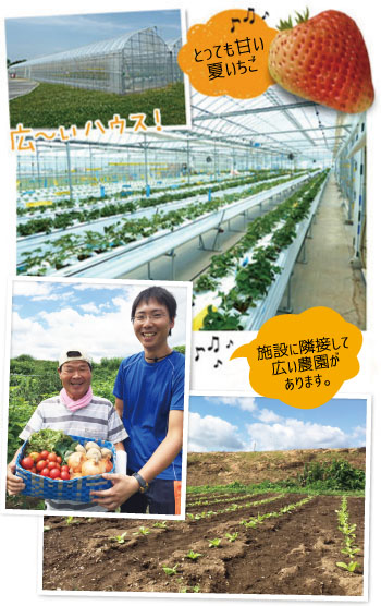 野菜・果実の栽培画像